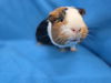 adoptable Guinea Pig in  named Betty, Wilma & Ham