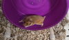 adoptable Hamster in  named Cupcake