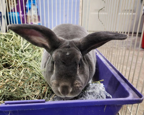 MR. POTATO (PENDING) - Rex available for adoption