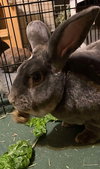 Mr. Potato (pending) - Photo 2