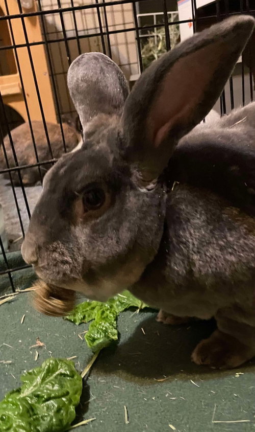 MR. POTATO (PENDING) - Rex available for adoption