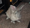 adoptable Rabbit in baton rouge, LA named Pepper C.