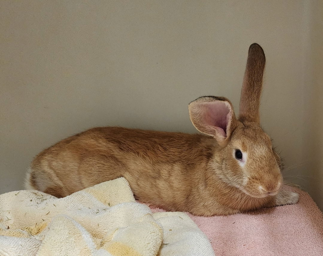 adoptable Rabbit in Baton Rouge, LA named Mazzy