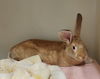 adoptable Rabbit in , LA named Mazzy
