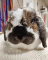 adoptable Rabbit in , LA named Jovi (pending)