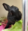 Cecil & Peter Pancake  (adoption pending) - Photo 6