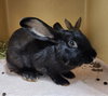 Cecil & Peter Pancake  (adoption pending) - Photo 4