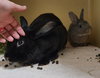 Cecil & Peter Pancake  (adoption pending) - Photo 7