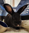 Cecil & Peter Pancake  (adoption pending) - Photo 3