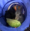 Cecil & Peter Pancake  (adoption pending) - Photo 2