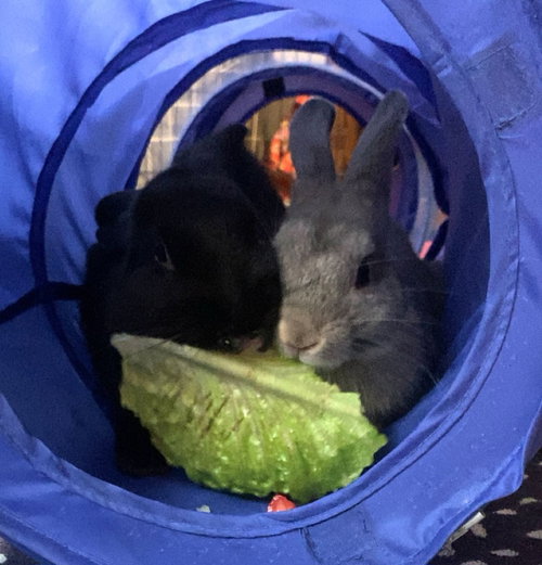 CECIL & PETER PANCAKE  (ADOPTION PENDING) - Dwarf available for adoption