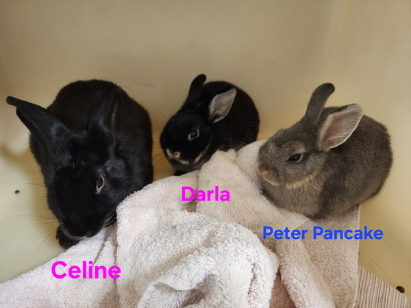 Peter Pancake & Cecil