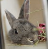 Peter Pancake & Cecil (adoption pending) - Photo 2