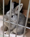 Peter Pancake & Cecil (adoption pending) - Photo 3