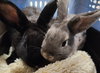 Peter Pancake & Cecil (adoption pending) - Photo 1