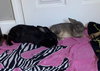 Peter Pancake & Cecil (adoption pending) - Photo 6