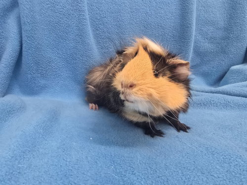 TIGER LILY & MARIO (PENDING) - Guinea Pig available for adoption