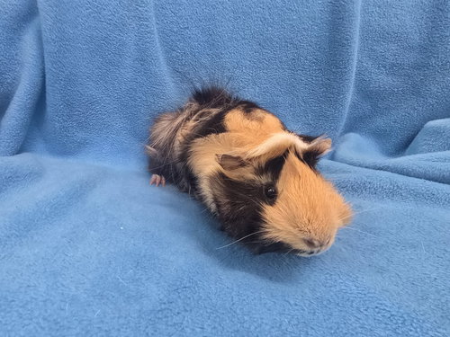 TIGER LILY & MARIO (PENDING) - Guinea Pig available for adoption