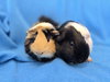 Tiger Lily & Mario (pending) - Photo 3