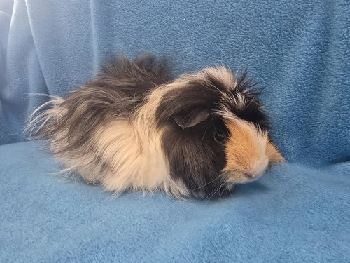 LORELAI & LUKE - Guinea Pig available for adoption