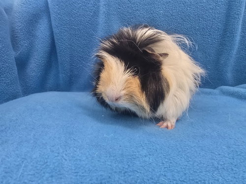 LORELAI & LUKE - Guinea Pig available for adoption