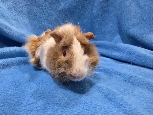 Dean (pending), a guinea pig for adoption from Magic Happens Rabbit Rescue