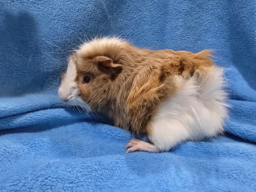 Photo 2 of Dean (pending)