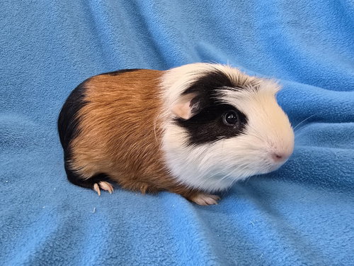 BUGSBY & MAI - Guinea Pig available for adoption
