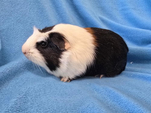 BUGSBY & MAI - Guinea Pig available for adoption