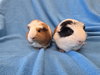 Bugsby & Mai - Photo 3