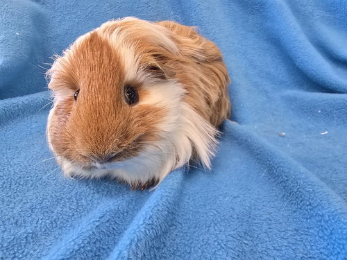 BENJI (PENDING) - Guinea Pig available for adoption