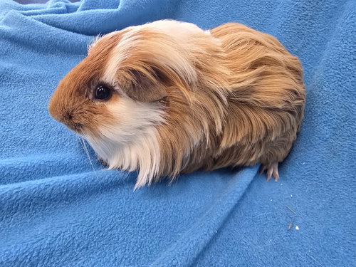 BENJI (PENDING) - Guinea Pig available for adoption
