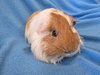 Benji (pending) - Photo 3