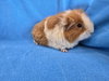 Honey (pending) - Photo 1