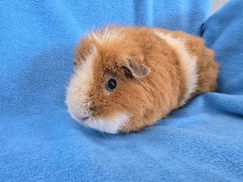 HONEY (PENDING) - Guinea Pig available for adoption