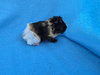 Roux (pending) - Photo 5