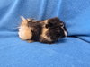 Roux (pending) - Photo 3