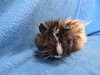 Roux (pending) - Photo 1