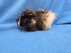 Roux (pending) - Photo 2