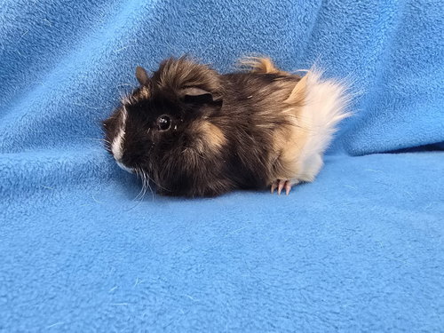 ROUX (PENDING) - Guinea Pig available for adoption