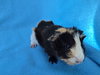Gumbo (pending) - Photo 3