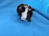 Gumbo (pending) - Photo 4