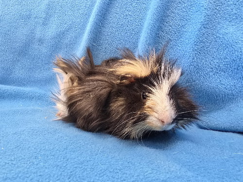 GUMBO (PENDING) - Guinea Pig available for adoption