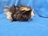 Gumbo (pending) - Photo 2