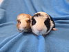 Mai & Bugsby - Photo 3