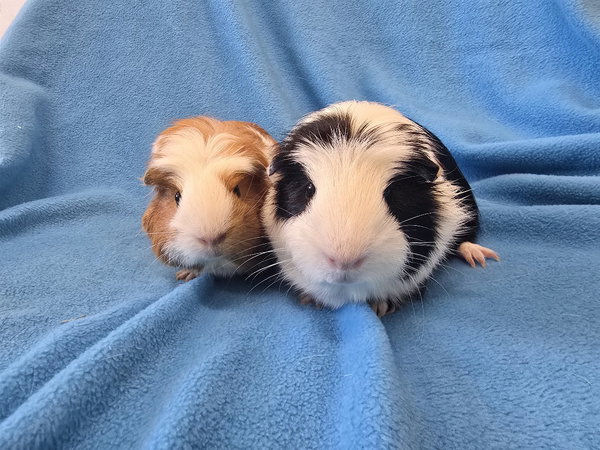 Mai & Bugsby (hold)