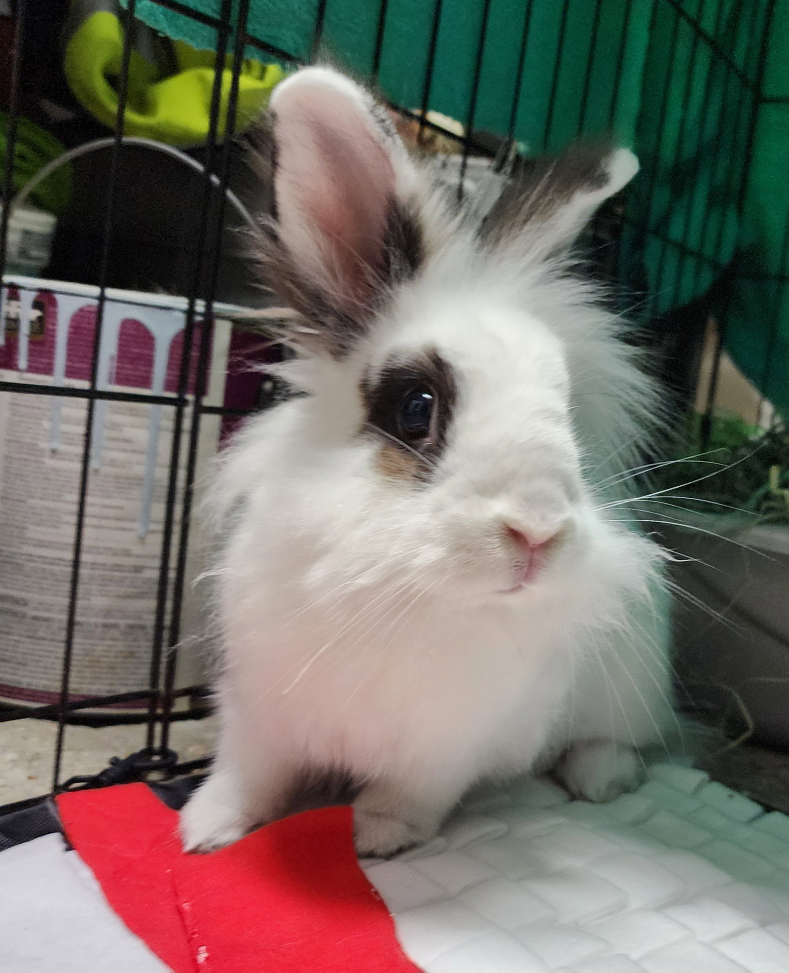 Bunnelby, photo 2