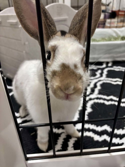Charlie (#3) ADOPTION PENDING, a rabbit for adoption from Magic Happens Rabbit Rescue