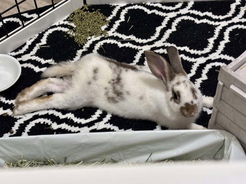 Photo 2 of Charlie (#3) ADOPTION PENDING