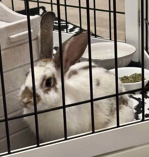 Photo 3 of Charlie (#3) ADOPTION PENDING